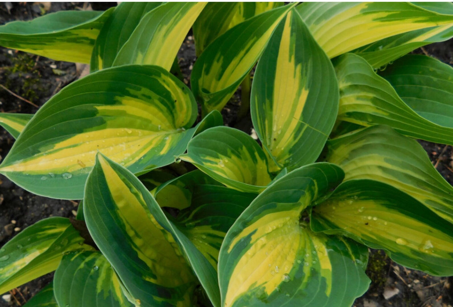 Beach Boy Starter Hosta. Great Roots. Loves Shade Super Easy to Grow ...