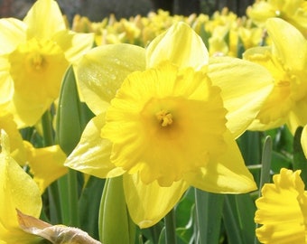 6 Large King Alfred Daffodil Perennial Bulbs. Huge Blooms. Comes Back Every Year. Super Easy to Grow. Great for Cut Flowers