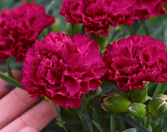 4 Pack Dianthus Cranberry Cocktail Perennial Plants. Loves Sun. Easy to Grow. Pollinator