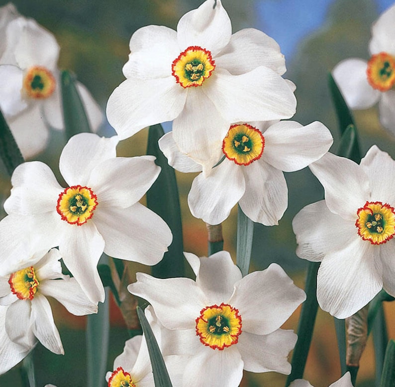 5 Recurvus Perennial Daffodil Bulbs. Easy to Grow. Loves Sun. Etsy