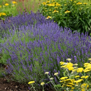 3 Lavender Hidcote Perennial Starter Plants  Lavandula angustifolia 'Hidcote Cool Color. Super Fragrant.