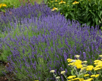 3 Lavender Hidcote Perennial Starter Plants  Lavandula angustifolia 'Hidcote Cool Color. Super Fragrant.