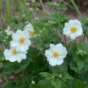 3 Live White Anemones Perennial Plants Stunning Colors. Easy to Grow.