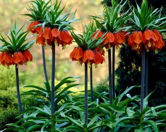 1 Fritillaria Imperialis Rubra Robust Perennial Bulb - Exquisite Deep Tangerine Orange Blooms - Stunning Colors