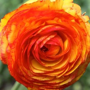 6 Healthy Corms  Ranunculus Stunning and Vibrant Mixed Colored Blooms - Loves Butterflies, Critter Resistant. Easy to Grow