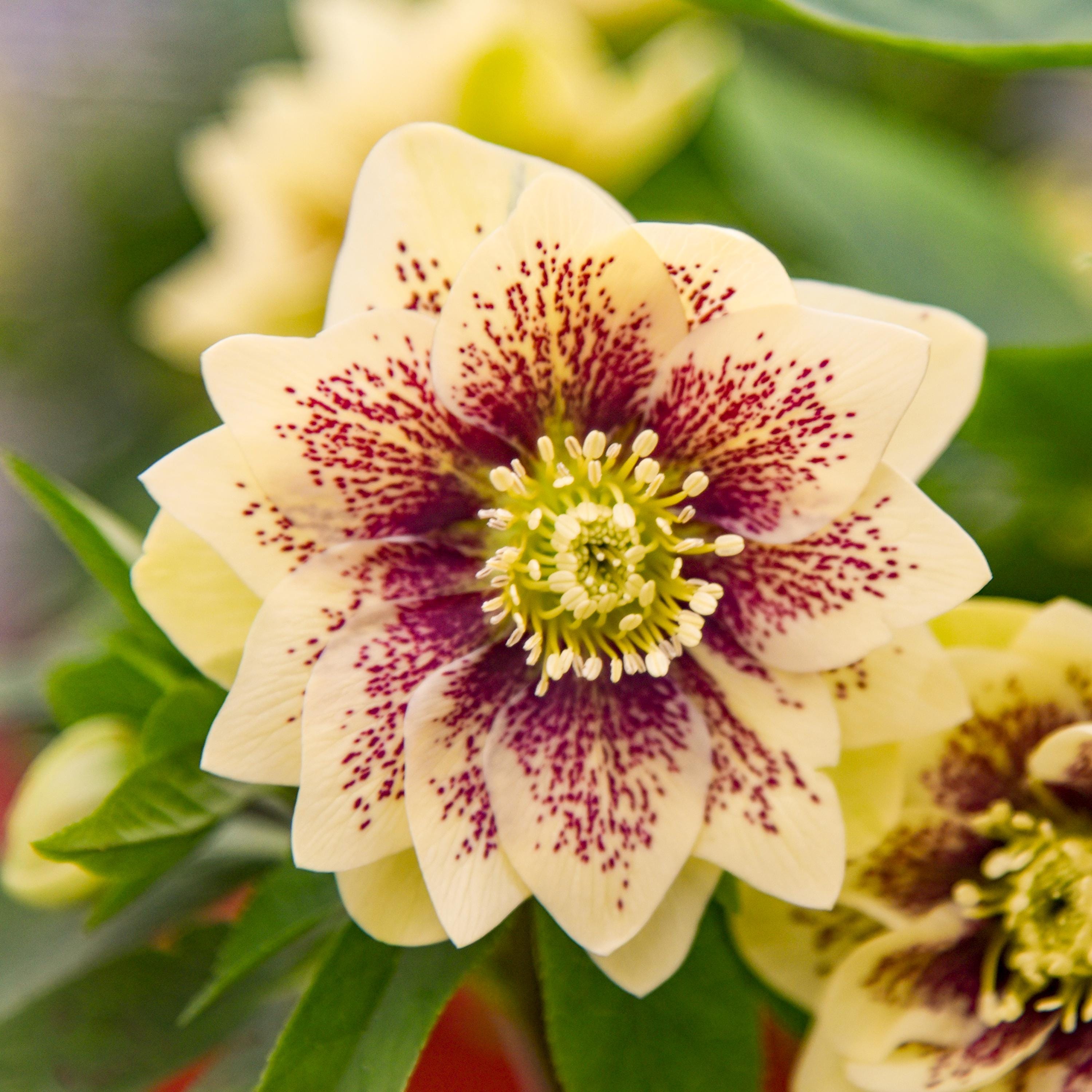 2 Father of the Bride Lenten Roses Unique Double Flowering Lenten Rose