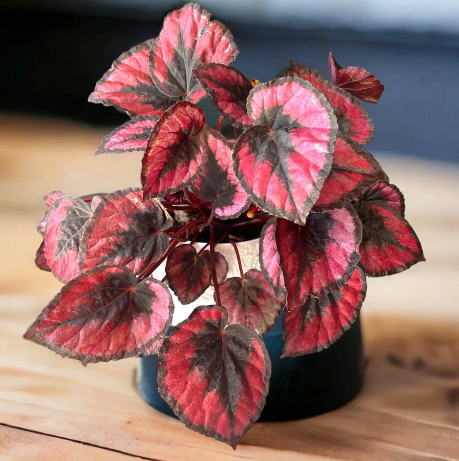 2 Healthy Red Kiss Rex Begonia Plant as Shown. Grow Indoors or Outdoors