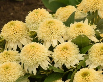 4 Butter Pecan Echinacea Stater Perennial Plants. Comes Back Every Year. Super Easy to Grow. Great for Cut Flowers