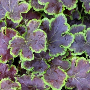 May include: Close-up of a group of dark purple leaves with a lime green border. The leaves have a glossy, wet appearance.