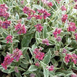 May include: A close-up of a flowering plant with silver-green leaves and clusters of small, pink flowers.