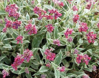 3 Live Pulmonaria Raspberry Frost. Perennial Plants. Loves Shade. Super Easy to Grow. Comes Back Every Year. Trimmed and Ready to Plant