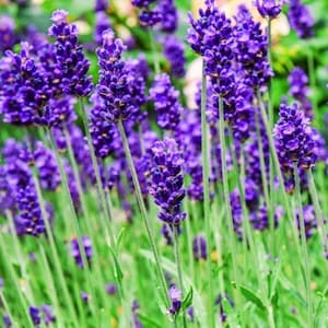 7 Live Lavandula angustifolia English Lavender&#39; Starter Perennial Plants. Super Healthy. Ready to Plant.