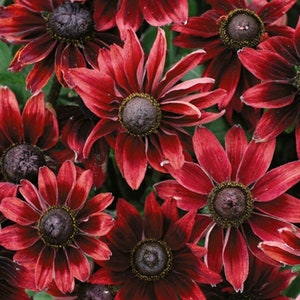 May include: Close-up of a cluster of dark red rudbeckia flowers with black centers. The petals are slightly curled and the flowers are in full bloom.