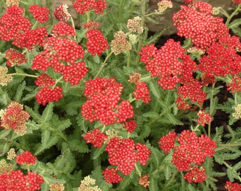 3 Live Achillea 'Sassy Summer Sangria Yarrow Perennial Plants. Stunning Red Color. Pollinator. Comes Back Every Year