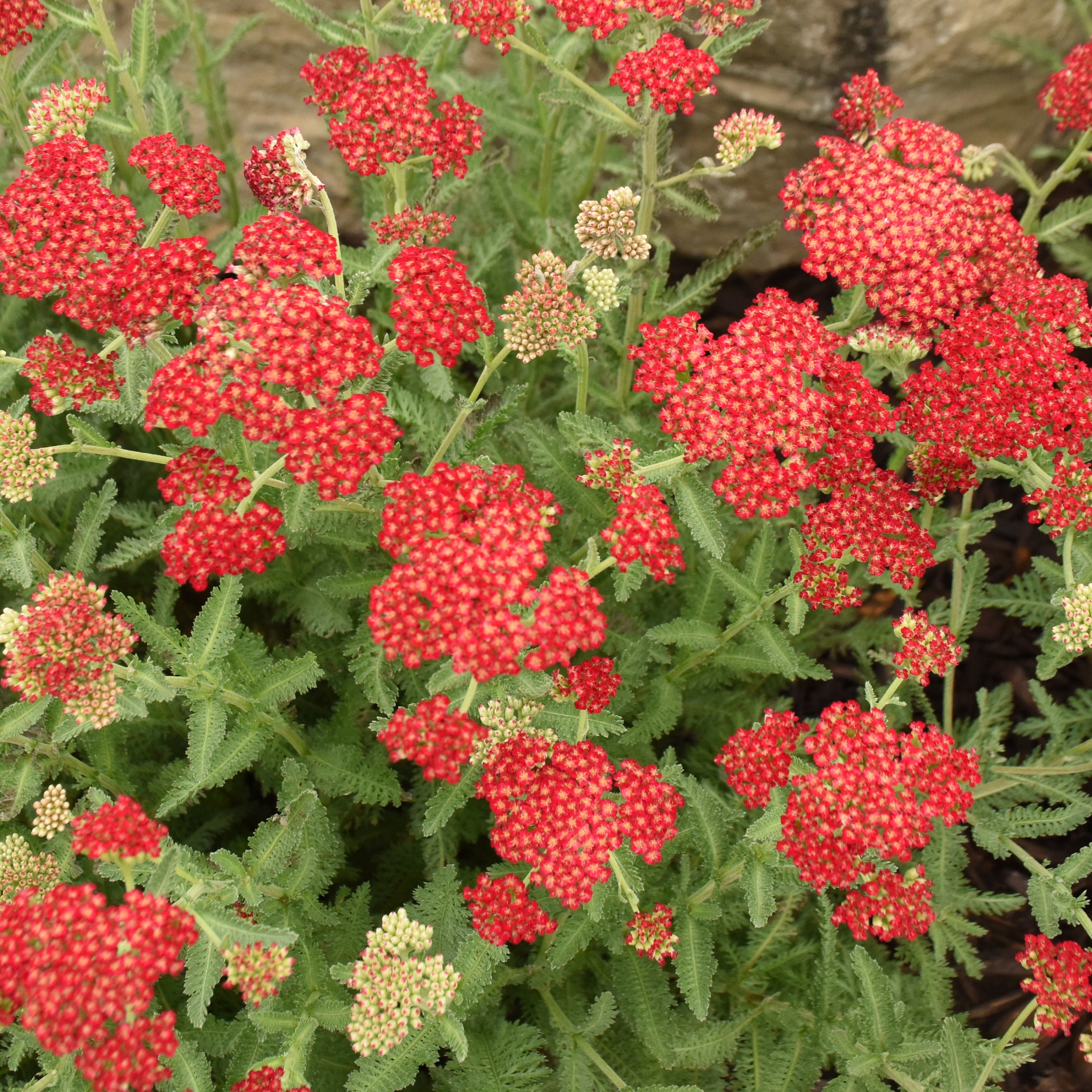 3 Live Achillea 'Sassy Summer Sangria Yarrow Perennial Plants. Stunning Red Color. Pollinator. Comes Back Every Year