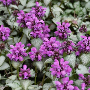 May include: A close-up of a patch of purple flowers with silver-green leaves. The flowers are in bloom and have a delicate, ruffled appearance.