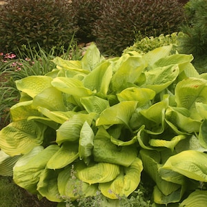 May include: A large hosta plant featuring broad, heart-shaped leaves in vibrant shades of chartreuse and lime green. The foliage is densely clustered, displaying prominent parallel veins and a slightly rippled texture across the entire plant.