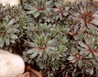 2 Large Sempervivum Purple Beauty Hens & Chicks Clumps Super Healthy. Perennial. Stunning Purple Color. Succulent