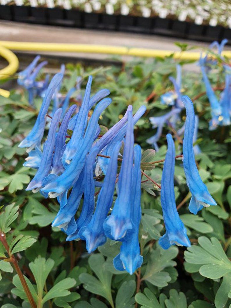 Hosta King Corydalis Plant