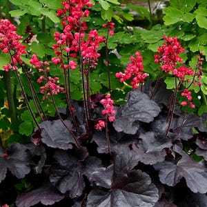 3 Heuchera Black Forest Cake Starter Perennials Coral Bells. Stunning Colors. Easy to Grow. Loves Moist Shady Area.