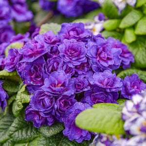 2 Primrose Violetta Starter Perennial Plants. Super Healthy. Perfect time to Plant. Stunning Colors.