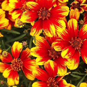 4 Live Sunstar Orange Coreopsis Perennials. Stunning Colors. Super Easy to Grow. Loves Sun. Attracts Butterflies and Hummingbirds. 4 plants