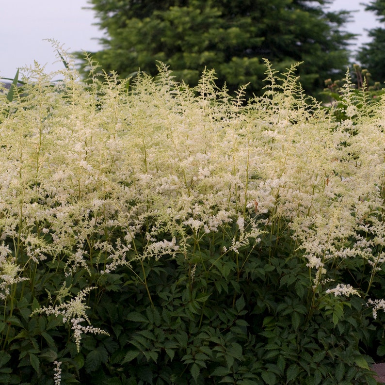 Op de afbeelding: Een grote struik met witte bloemen met gevederde bloesems. De bloemen staan ​​in volle bloei en zijn licht cr&egrave;me van kleur. De struik is omgeven door groene bladeren.