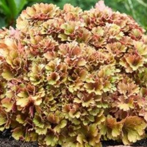 2 Heuchera Peach Frilly Live Starter Perennial Plants. Stunning Colors. Super Healthy. Ready for your Garden