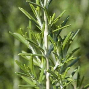 2 Live Rosemary Herb  Perennials - Resilient and Easy to Grow! 2 Robust  Plants. Sun Lover and Drought Resistant. Yes 2 Plants