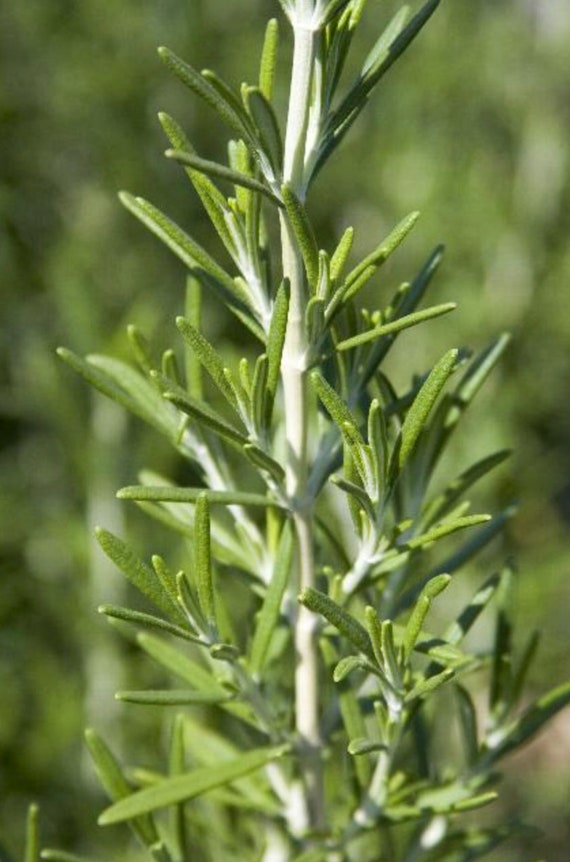 2 Live Rosemary Herb Perennials Resilient and Easy to Grow Etsy