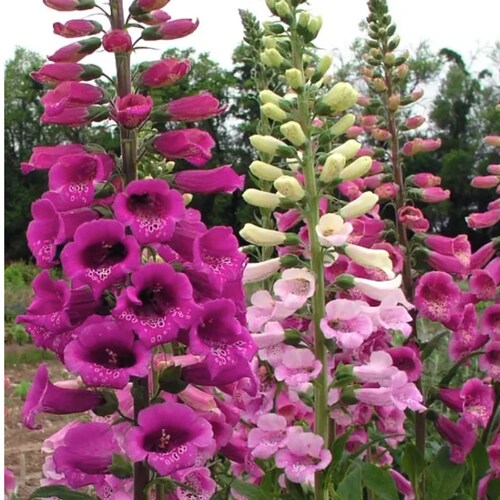 3 Live Digitalis Xmertonensis Foxglove Perennial Plant Plugs. Etsy