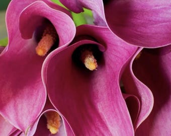 3 Pink Calla Lilies. Stunning Blooms. Pollinator. Long Blooms. Easy to Grow. Loves Sun