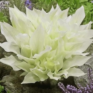 Rare White Feather Hosta. Super healthy. Cool Colors. Loves Shade. Grows Fast. Shipped trimmed and dormant. Bareroot.