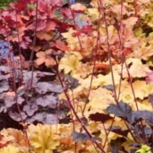 3 Mixed Heuchera Coral Bells Starter Perennials. Great for front of your border. Stunning Colors.
