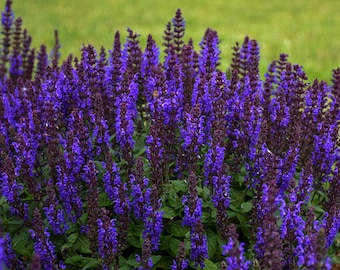 3 Plants Mixed Colors Salvia nemorosa Live Perennial Plants. Stunning Colors. Attracts Hummingbirds and Butterflies. Loves Sun. Easy to Grow