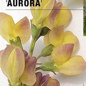 May include: Close-up of Baptisia 'Aurora' flowers. The flowers are yellow with purple-tinged edges and are in various stages of bloom. The image also includes green stems and buds, with the text "Baptisia 'Aurora'".