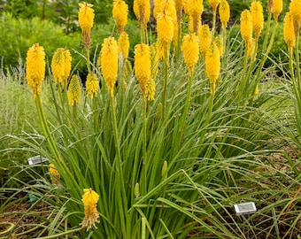 2 Solar Flare Kniphofia Yellow Red Hot Poker Live Perennial. Stunning Colors. Attracts Butterflies and Hummingbirds. Shipped bareroot