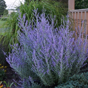 3 Live Perovskia atriplicifolia Starter Russian Sage Perennial Plants. Stunning colors Attracts Butterflies. Super Fragrant