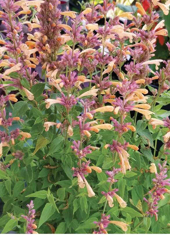 2 Agastache 'Peachie Keen' Anise Hyssop Live Perennial Etsy