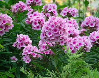3 Phlox Bright Eyes Tall Perennial Phlox Flowers. Ready to Plant. Attracts Butterflies and Hummingbirds