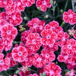 4 Pack Dianthus Red Rogue Carnation Starter Perennial Plants. Loves Sun. Easy to Grow. Pollinator