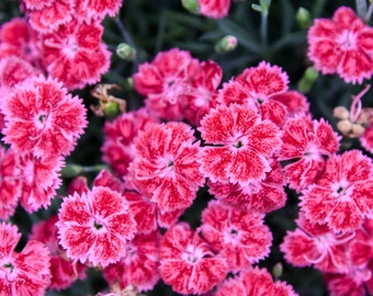 4 Pack Dianthus Red Rogue Carnation Starter Perennial Plants. Loves Sun. Easy to Grow. Pollinator
