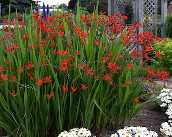 5 Red Hot Ruby Red Crocosmia 'Lucifer' Perennial Bulbs Stunning colors. Easy to grow. Loves Sun