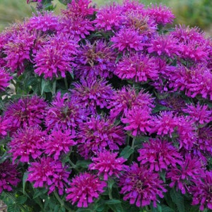 4 Live Grape Gumball Monarda Starter Perennial Plants. Super Fragrant. Easy to Grow. Perennial. Comes Back Every Year