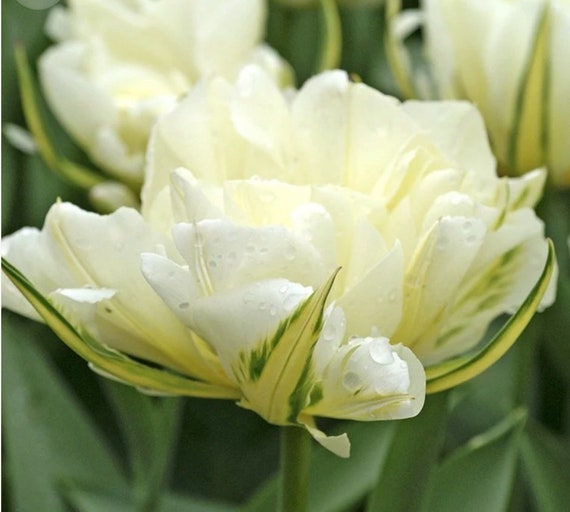 5 bulbes de tulipes vivaces vivaces de pivoine blanche double - Etsy France