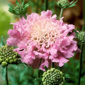 4 Live Scabiosa Pink Mist&#39; Perennial Plants. Pollinator. Attracts Butterflies. Loves Sun. Easy to Grow