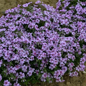 3 Phlox Bedazzled Lavender Pink Starter Perennials. Attracts Butterflies and Hummingbirds. Easy to grow. Loves sun.