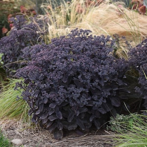 3 suculentas perennes Sedum Black Magic. Súper sanas y listas para plantar. Se envían podadas.