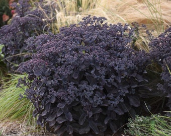 May include: A close-up of a dark purple flowering plant with feathery foliage in the background.