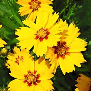 3 Live Coreopsis solar mellow Perennials. Loves Sun. Super Easy to Grow. Attracts Butterflies and Hummingbirds.